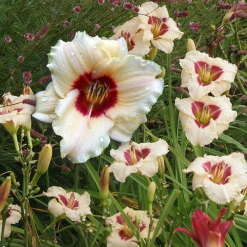 Hemerocallis 'Brilliant Circle' - Päevaliilia 'Brilliant Circle' P9/0,55l  